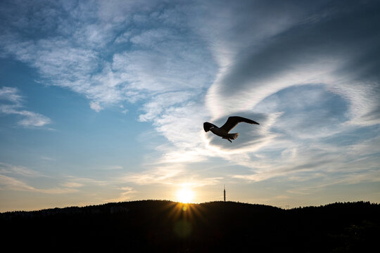 Evening scenery, a sunset sky with distinctively shaped clouds, a radio tower in the distance, and a bird flying in front of the camera, Oslo, Norway