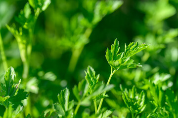 Fresh green parsley leaves in the garden. 
