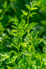 Fototapeta premium Fresh green parsley leaves in the garden. 