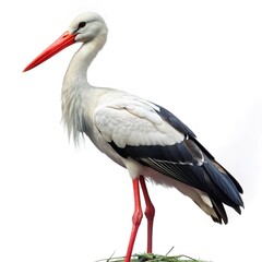 Fototapeta premium White stork bird profile isolated on white background