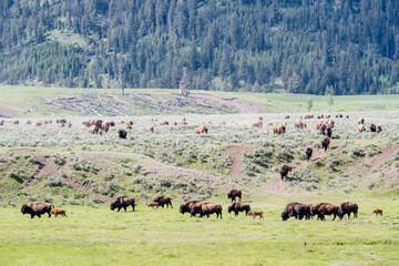 A herd of American Bison (Bison bison) with numerous calves on the move in Lamar Valley of Yellowstone National Park.
