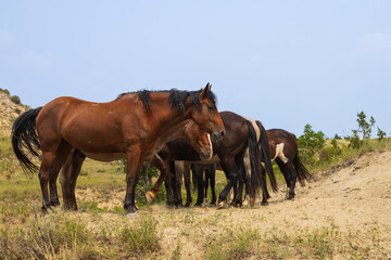 Obraz premium Wild horses at Theodore Roosevelt National Park, North Dakota