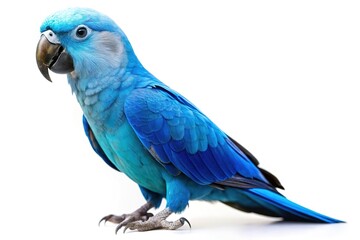 Vibrant blue hyacinth macaw parrot isolated on white background