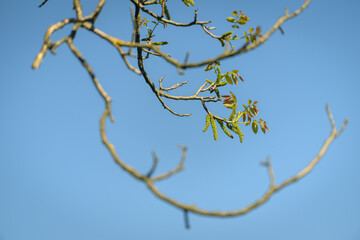 Flowers of walnut tree on a branch with fresh new leaves. 
