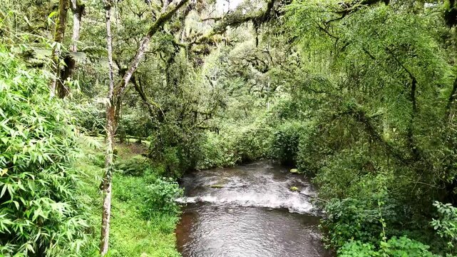 Scenic view of a river winding through the dense, green canopy of Mau Forest in Kericho, Kenya