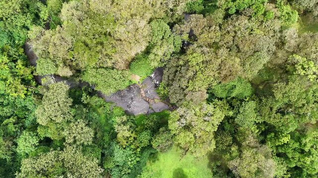 Aerial view showing wooden steps crossing over a clear stream in Mau Forest, Kericho, Kenya