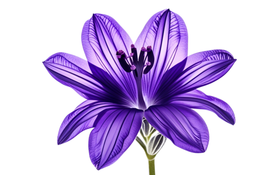 purple  flower isolated on transparent background