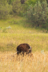Bison resting in a meadow