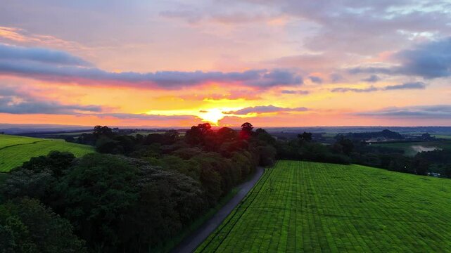 Drone view at sunset over Kericho, Kenya, capturing golden light sweeping across tea plantations