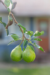 Close up fresh and delicious pears in the orchard.
