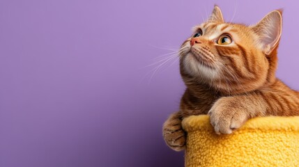 An adorable ginger cat sitting in a soft yellow basket, gazing upwards, its enchanting expression capturing the love and curiosity of feline personalities.