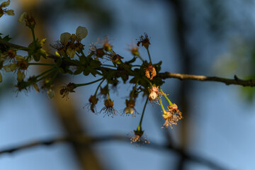 Close-up of faded cherry blossom remnants on a tree branch. 

