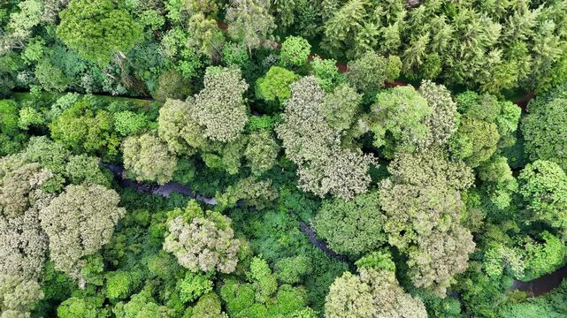 Aerial view of Mau Forest in Kericho, Kenya, revealing a mosaic of green and light-toned trees