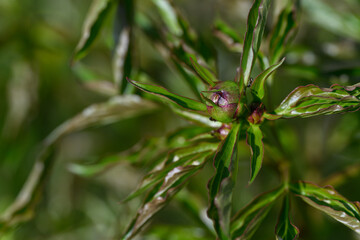 Close-up of a green peony bud with fresh green leaves on the plant. 
