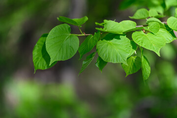 Fresh green leaves of small-leaved linden (Tilia cordata) in detail on a twig with forest background. 
