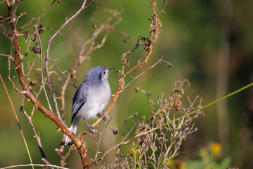 Female Masked Gnatcatcher (Polioptila dumicola) perched on a tree branch.