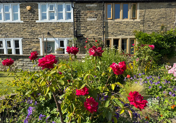 Naklejka premium “Red roses rise through bramble and bloom, their petals brushed by sunlight, while the hush of summer drapes the cottages in stories only the wind recalls near, Priestley Green, Hipperholme, UK.”