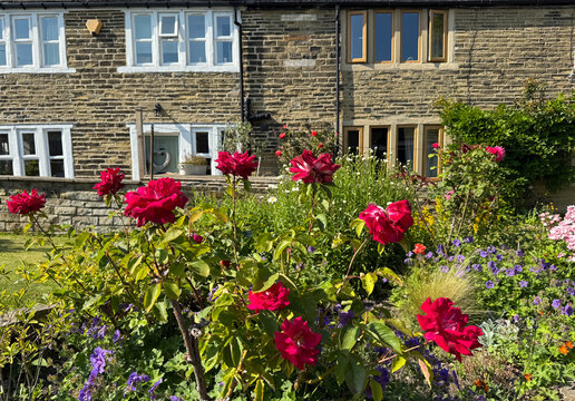 &ldquo;Red roses rise through bramble and bloom, their petals brushed by sunlight, while the hush of summer drapes the cottages in stories only the wind recalls near, Priestley Green, Hipperholme, UK.&rdquo;
