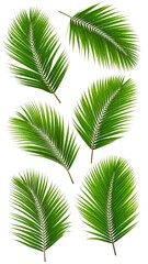 Tropical Palm Fronds Collection.