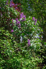 Purple lilac tree blossoms outdoors with green foliage. 
