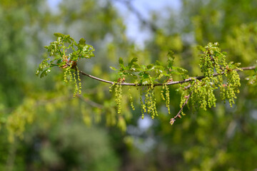 Oak tree catkins on branches with fresh green leaves in a forest setting. 
