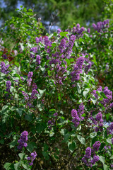 Obraz premium Purple lilac tree blossoms outdoors with green foliage. 