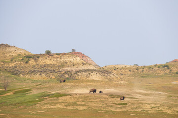Bison herd in a meadow