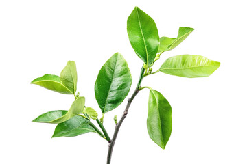 Obraz premium Vibrant Green Leaves Branch Nature Spring eco leaf