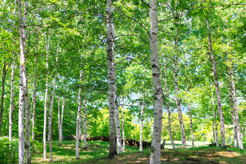 白樺の林