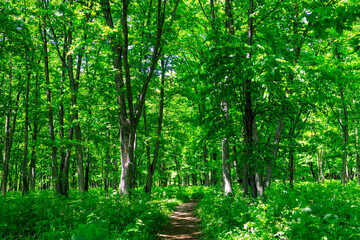 森の道 