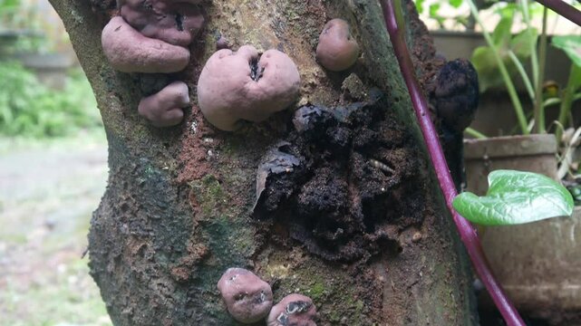 Daldinia concentrica fungus on tree trunk
