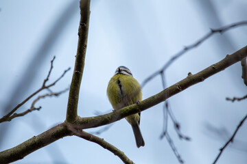 Blue Tit (Cyanistes caeruleus), common across Europe, spotted in Phoenix Park, Dublin.