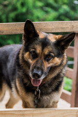 closeup of a German Shepard dog on the porch 