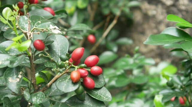 kemuning fruit (Murraya paniculata) on a tree