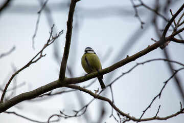 Fototapeta premium Blue Tit (Cyanistes caeruleus), common across Europe, spotted in Phoenix Park, Dublin.
