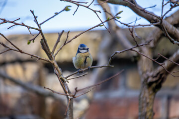 Blue Tit (Cyanistes caeruleus), common across Europe, spotted in Phoenix Park, Dublin.
