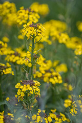 Beautiful yellow celosia flowers outdoors in nature. 
