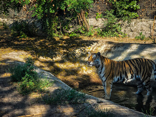 tiger in the zoo
