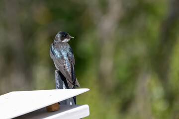 Cute barn swallow is perched on top of feeder with an alert eye looking to the right