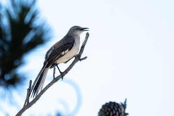 Agressive mockingbird bird is perched on pine branch with a protective posture