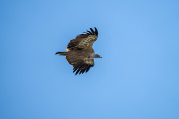 Fototapeta premium Griffon vulture (Gyps fulvus) photographed in Spain