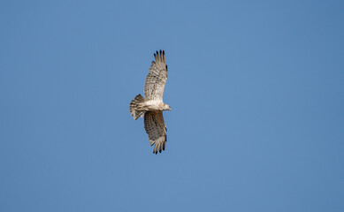 Short-toed eagle (Circaetus gallicus) photographed in Spain