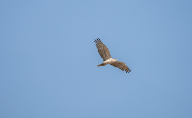 Obraz premium Short-toed eagle (Circaetus gallicus) photographed in Spain