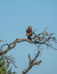 Short-toed eagle (Circaetus gallicus) photographed in Spain