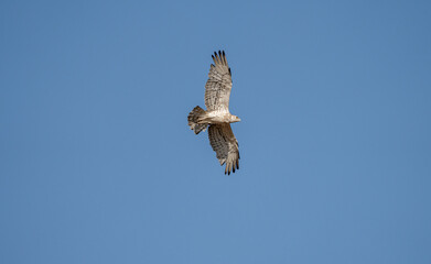 Short-toed eagle (Circaetus gallicus) photographed in Spain
