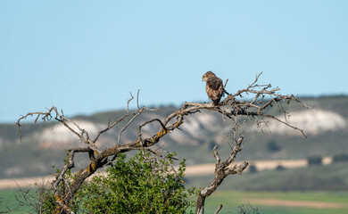 Short-toed eagle (Circaetus gallicus) photographed in Spain