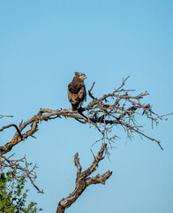 Short-toed eagle (Circaetus gallicus) photographed in Spain
