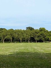 A deserted green lawn in an English park on a sunny day