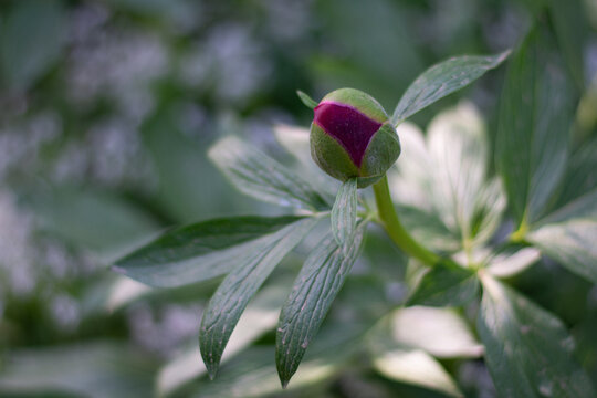 peonia