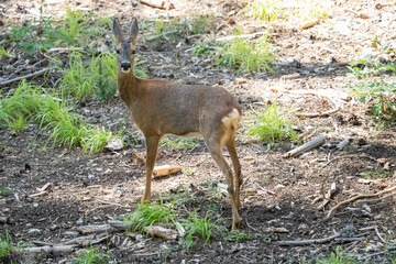 Common roe deer (Capreolus capreolus) photographed in Spain